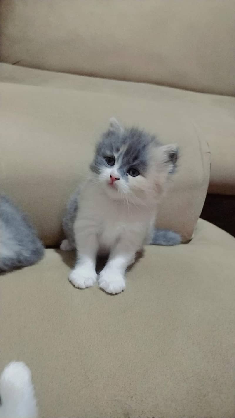 ragdoll Himalayan 7