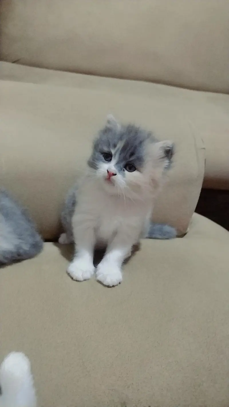 ragdoll Himalayan — photo 8