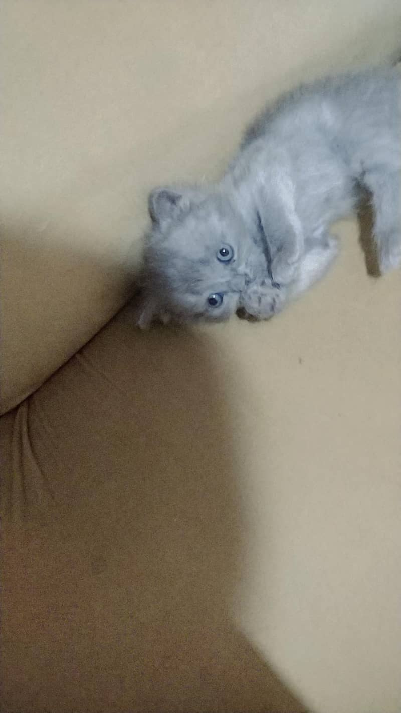 ragdoll Himalayan 8