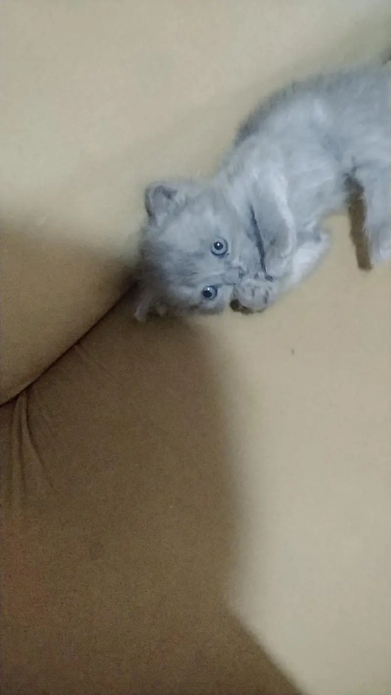 ragdoll Himalayan — photo 9