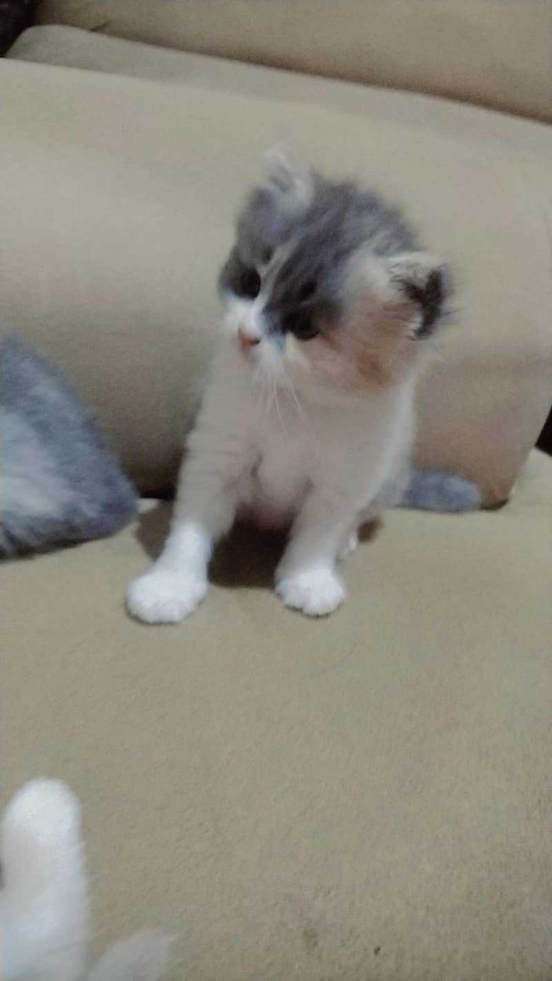 ragdoll Himalayan 9