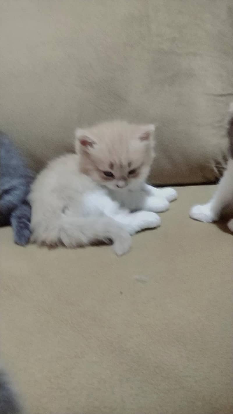 ragdoll Himalayan 10
