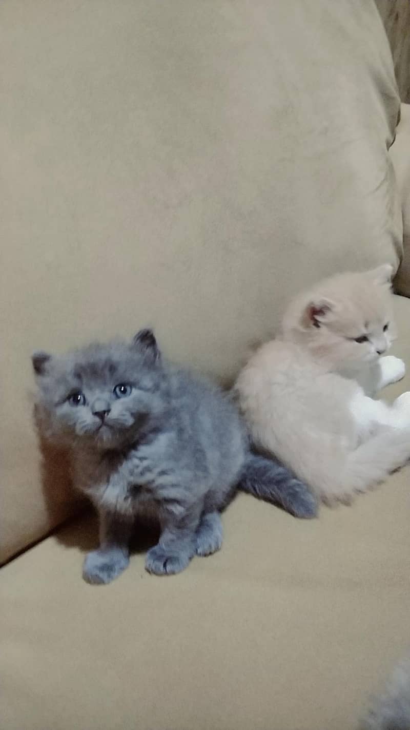 ragdoll Himalayan 11