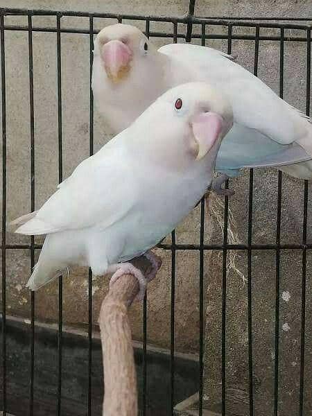 birds 0