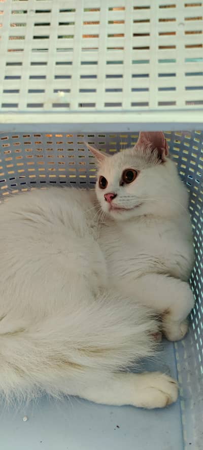 beautiful well behaved cat