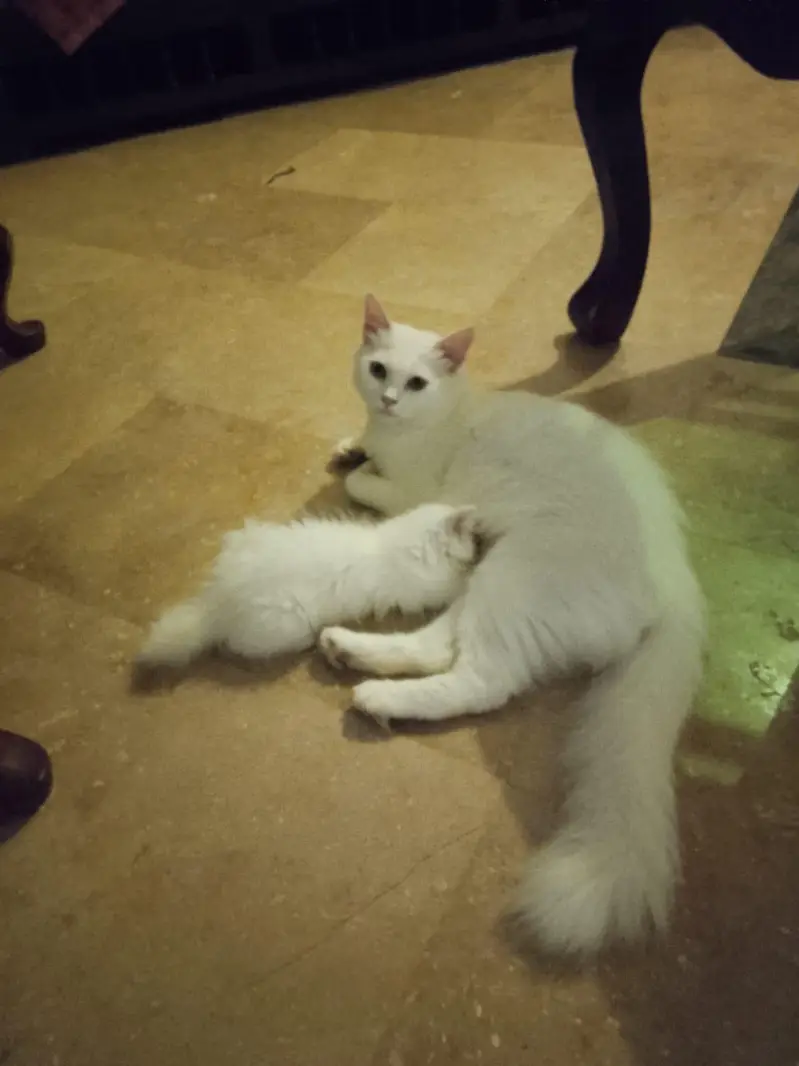 beautiful well behaved cat — photo 2
