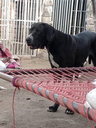 High quality bully female puppy 4 month old