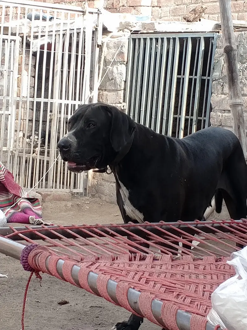 High quality bully female puppy 4 month old — photo 2