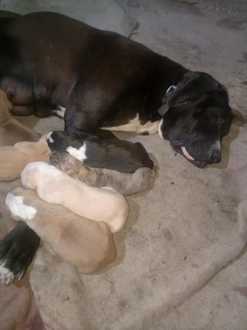 High quality bully female puppy 4 month old — photo 3