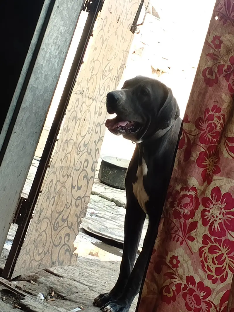 High quality bully female puppy 4 month old — photo 4