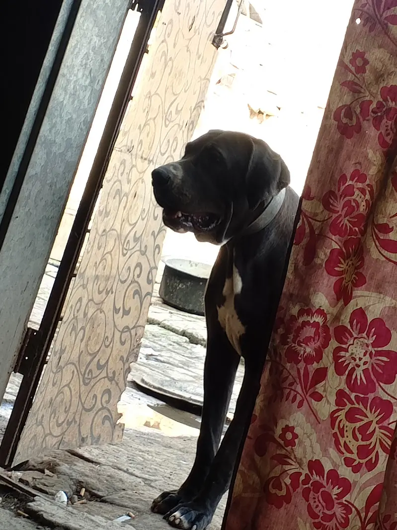 High quality bully female puppy 4 month old — photo 5