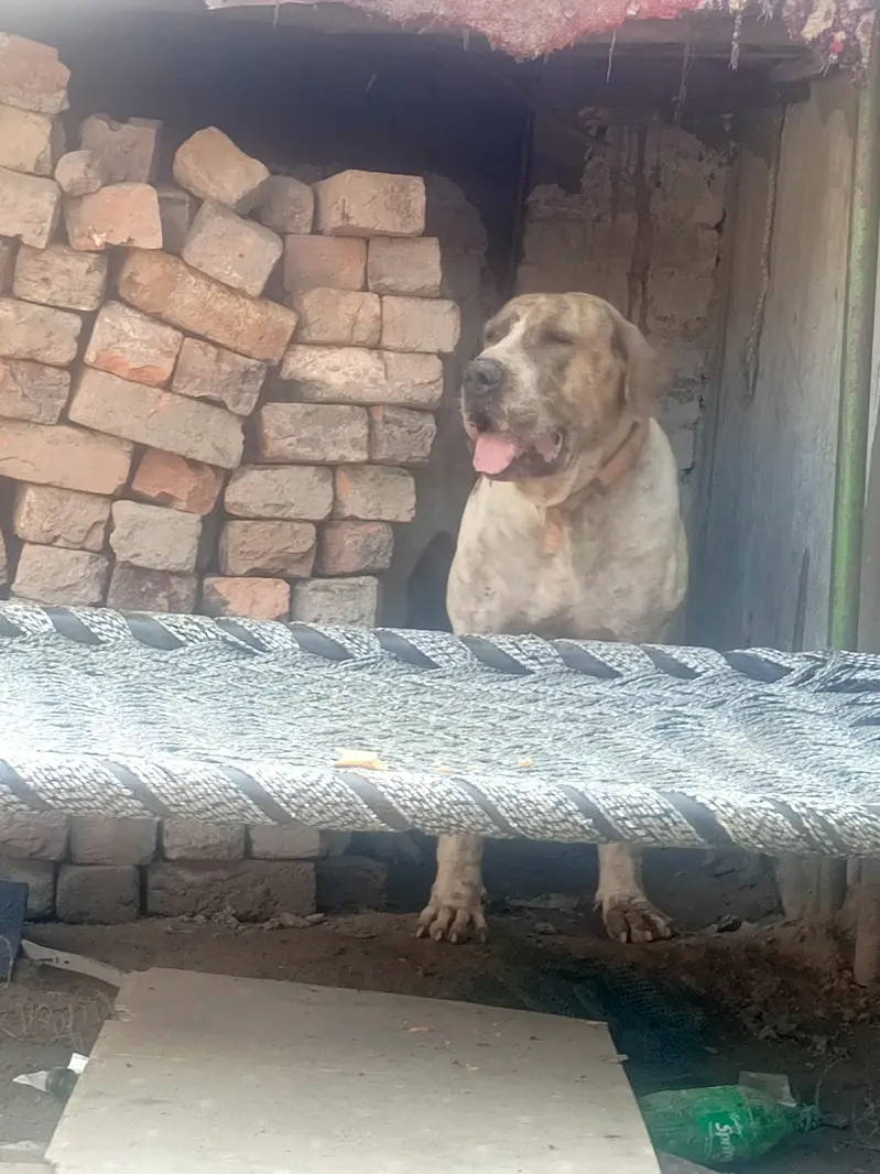 High quality bully female puppy 4 month old — photo 6