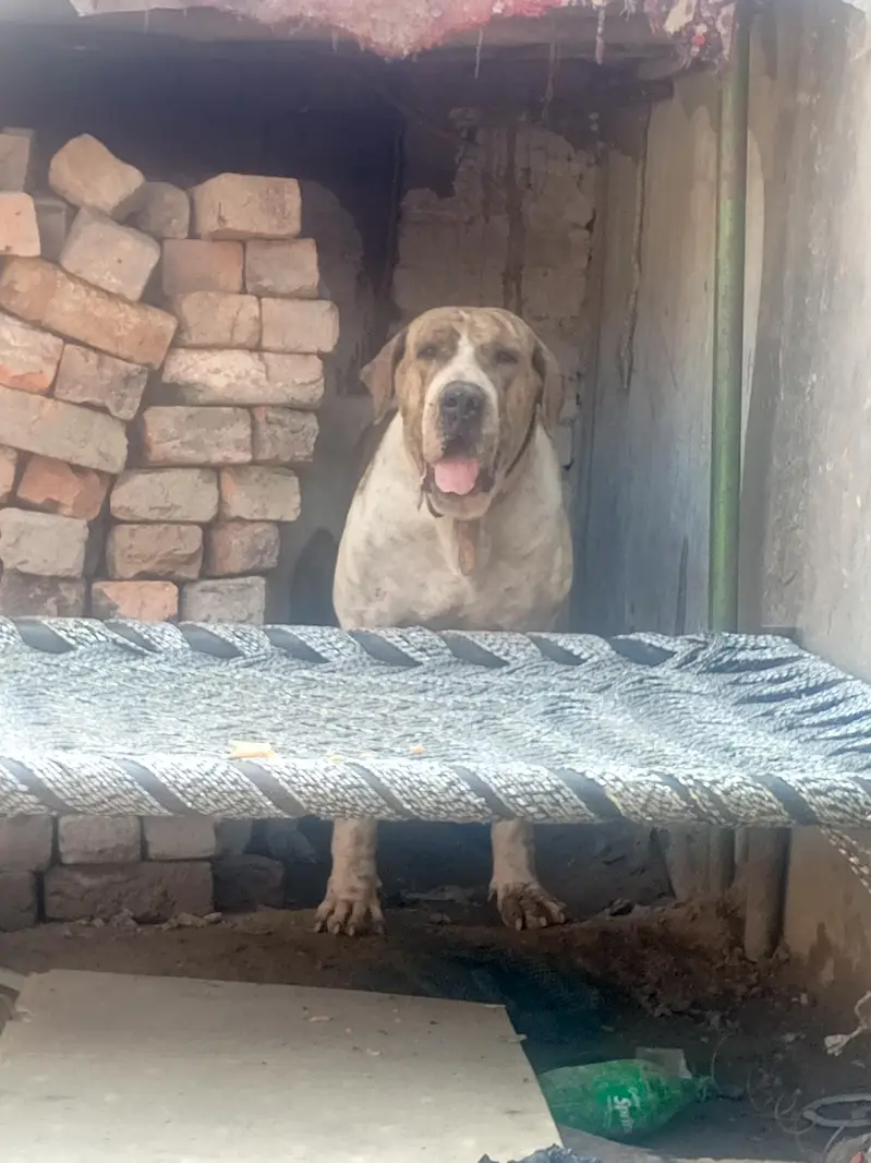 High quality bully female puppy 4 month old — photo 8