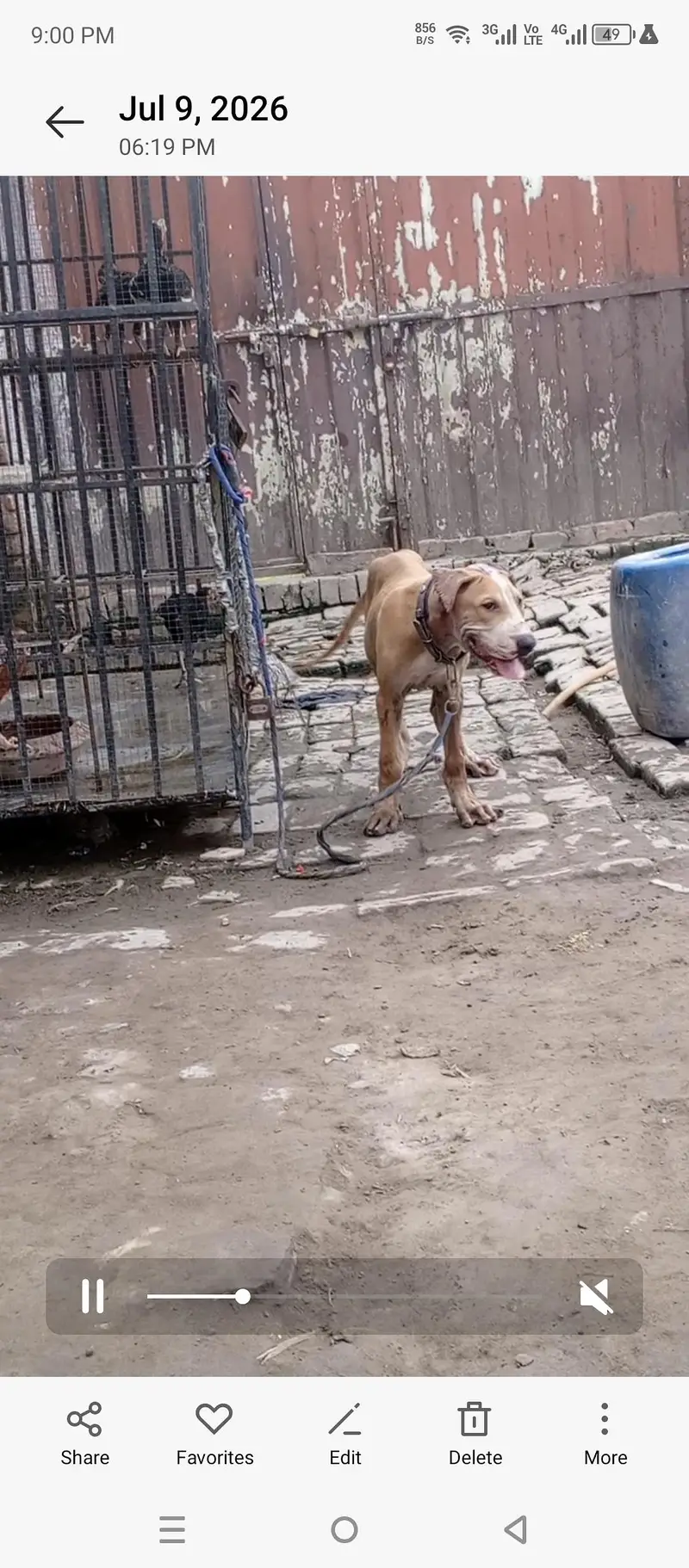High quality bully female puppy 4 month old — photo 9