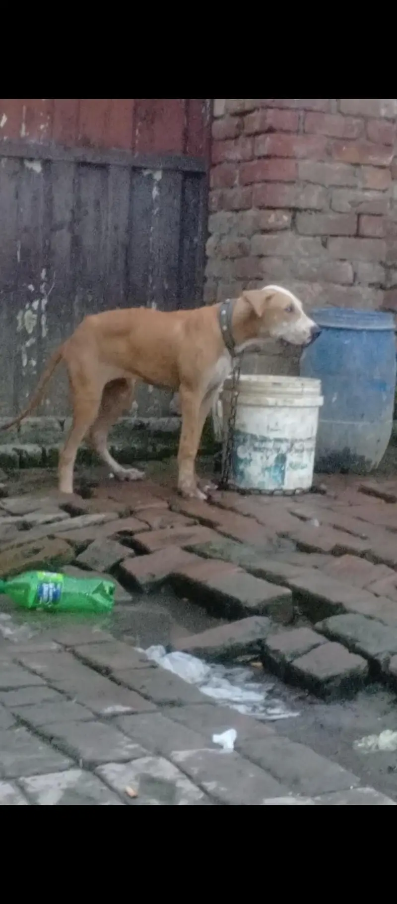 High quality bully female puppy 4 month old — photo 10