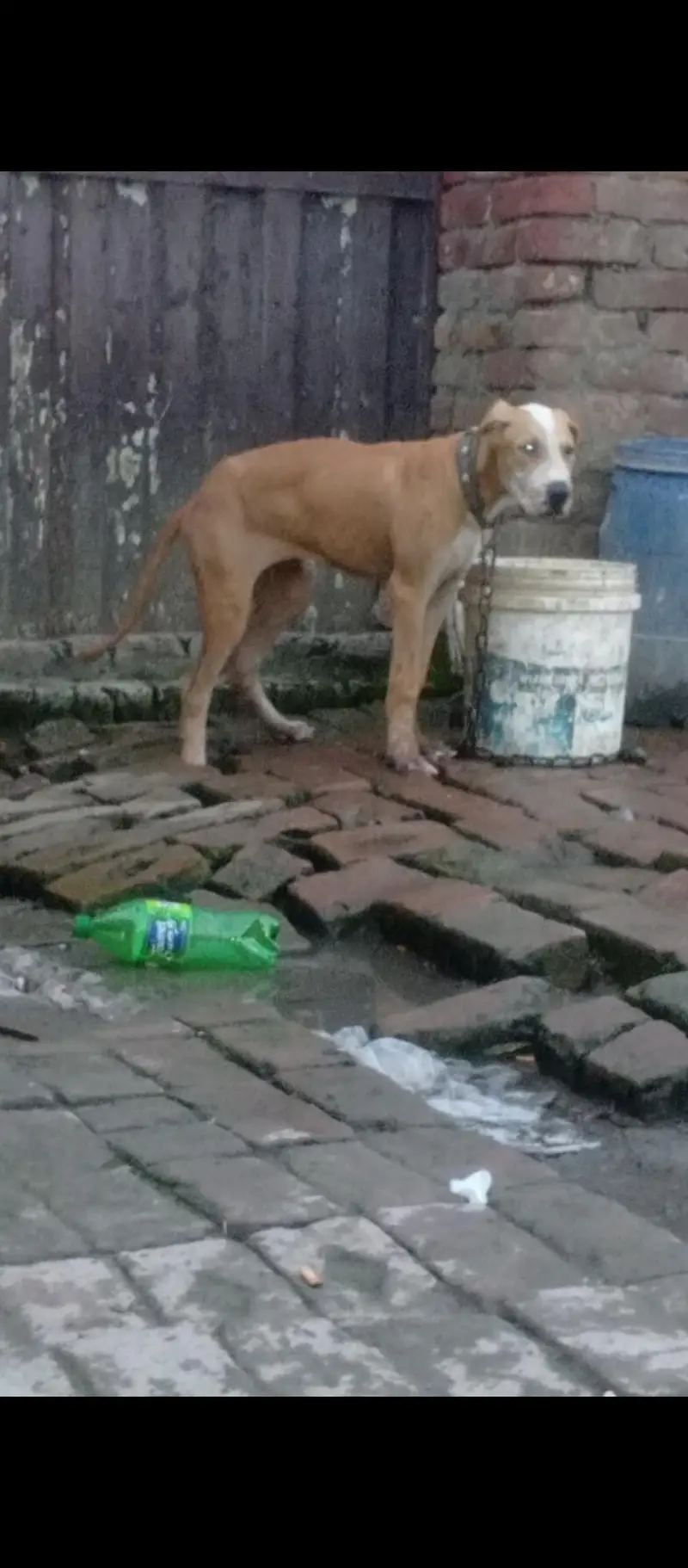 High quality bully female puppy 4 month old — photo 11