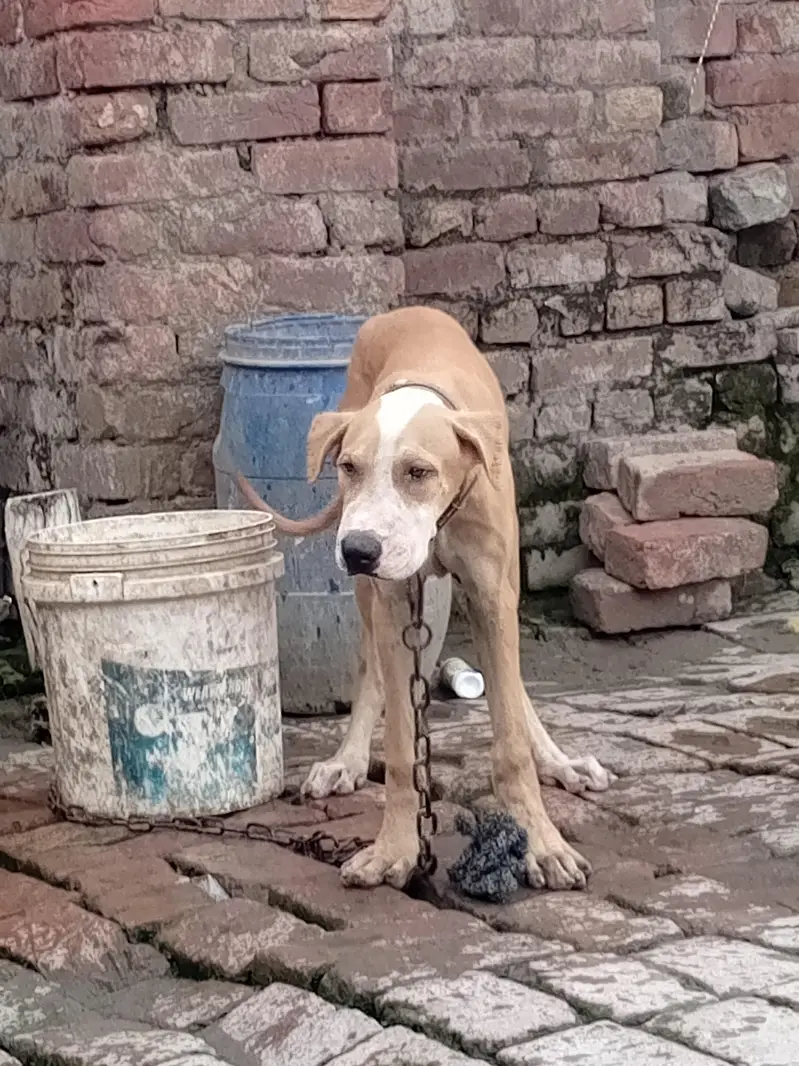 High quality bully female puppy 4 month old — photo 12