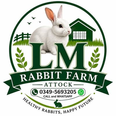 rabbit available