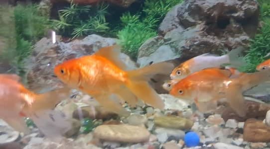 Double Tail Fancy Goldfishes For Sale