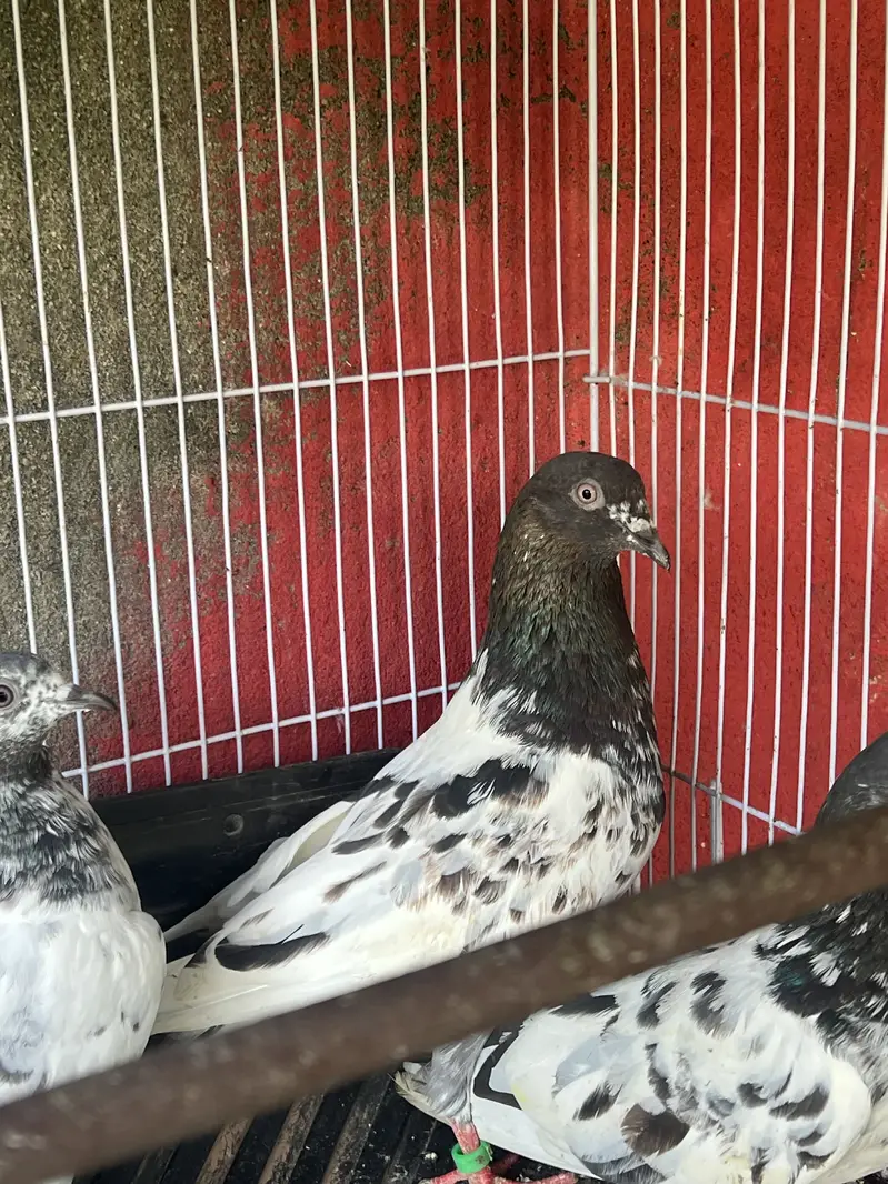 Kabootar — photo 4
