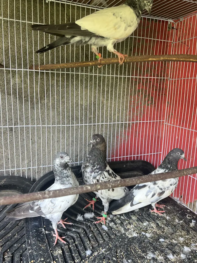 Kabootar — photo 5