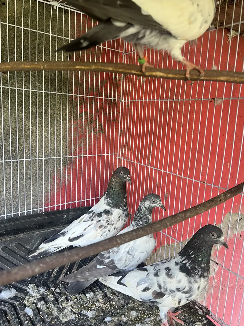 Kabootar — photo 7
