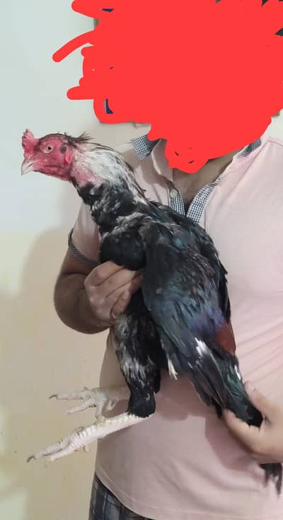 High quality lasani long tail