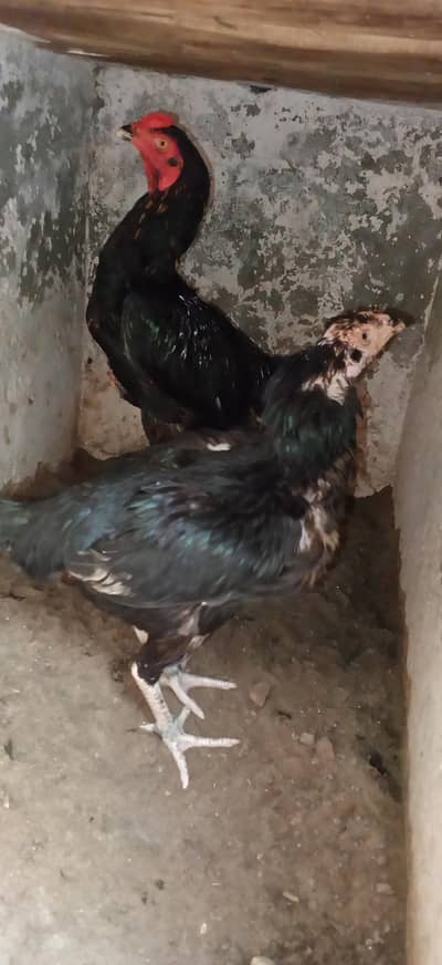 paure Thai aseel pair