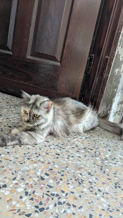 Cats name Bella