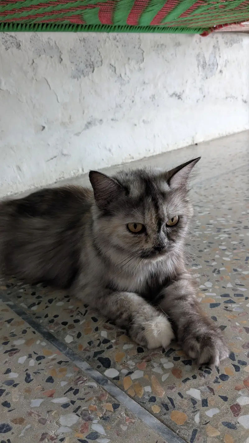 Cats name Bella — photo 2