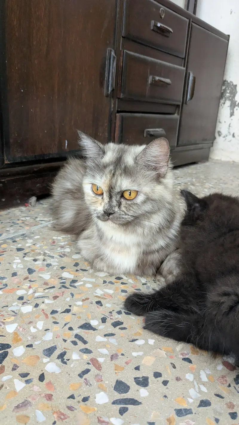 Cats name Bella — photo 3