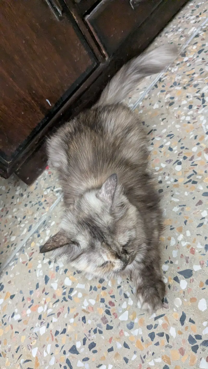 Cats name Bella — photo 4
