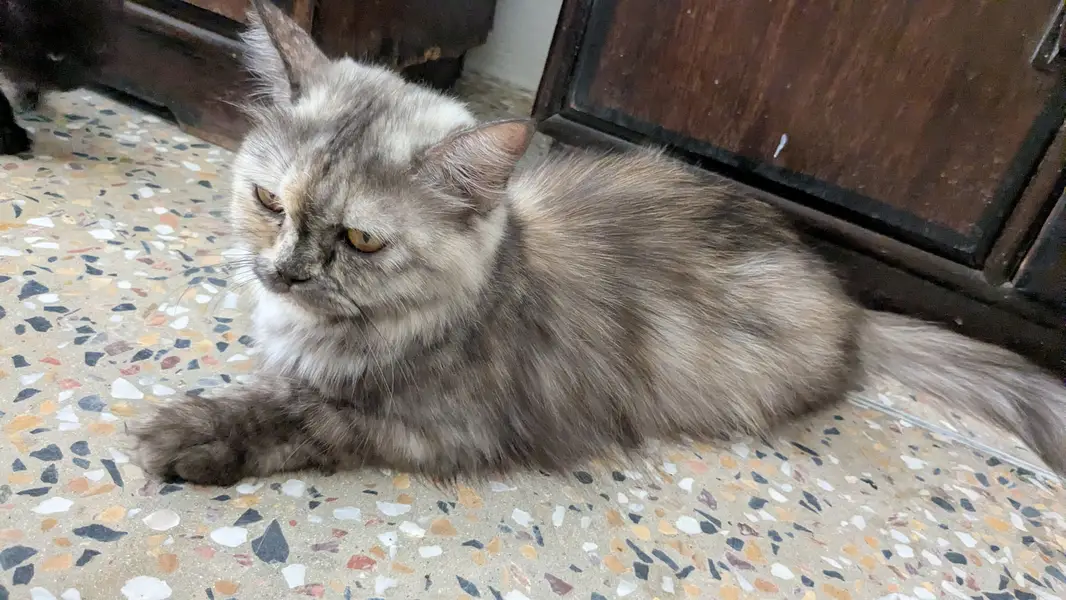 Cats name Bella — photo 5