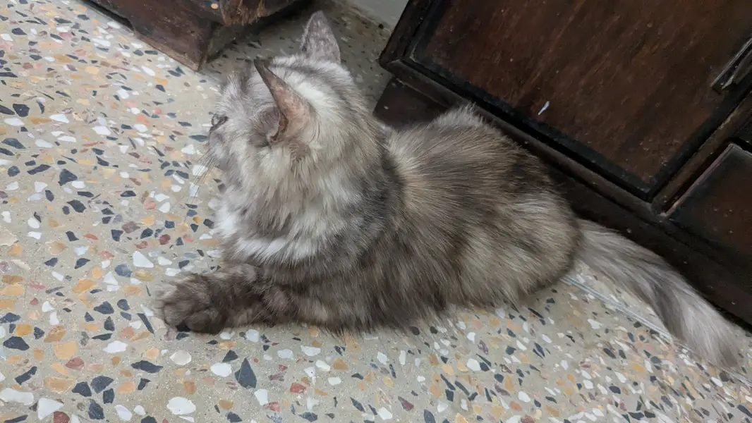 Cats name Bella — photo 6