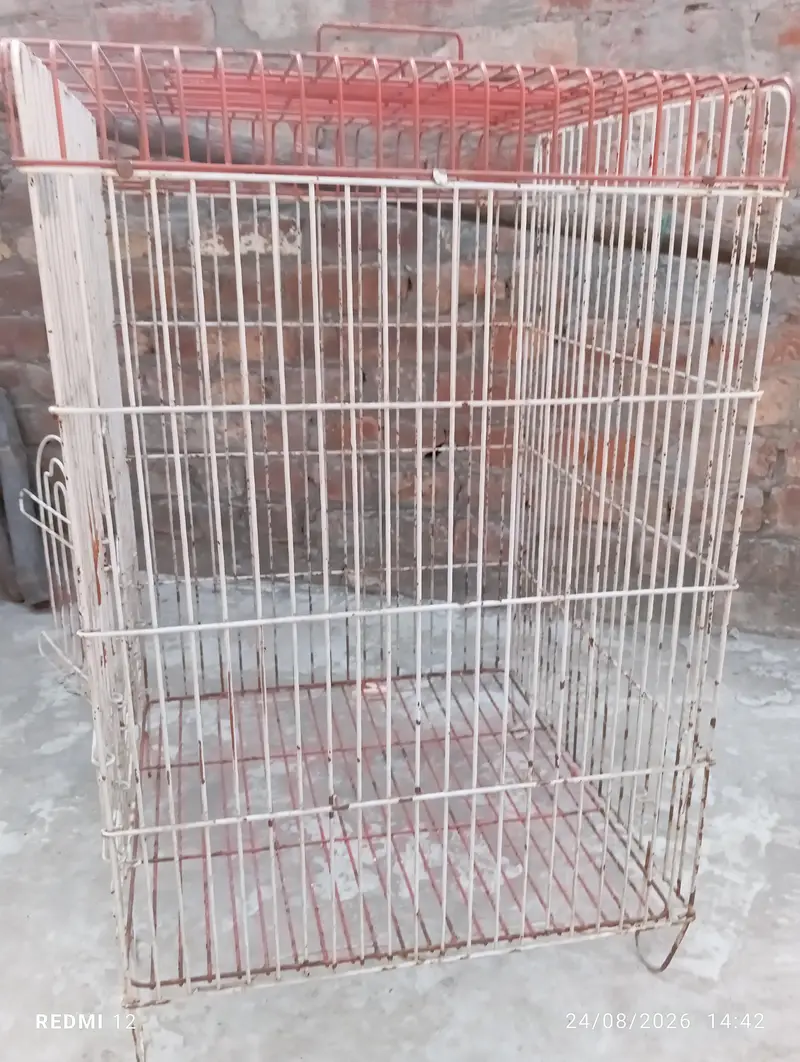 Bird Cage — photo 3