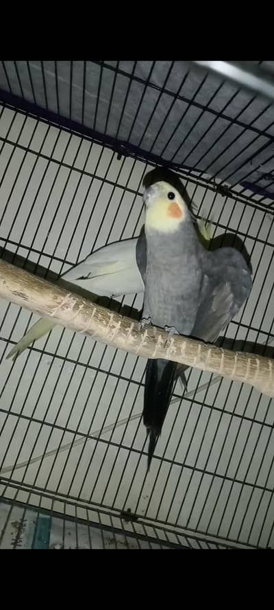 cockatiel