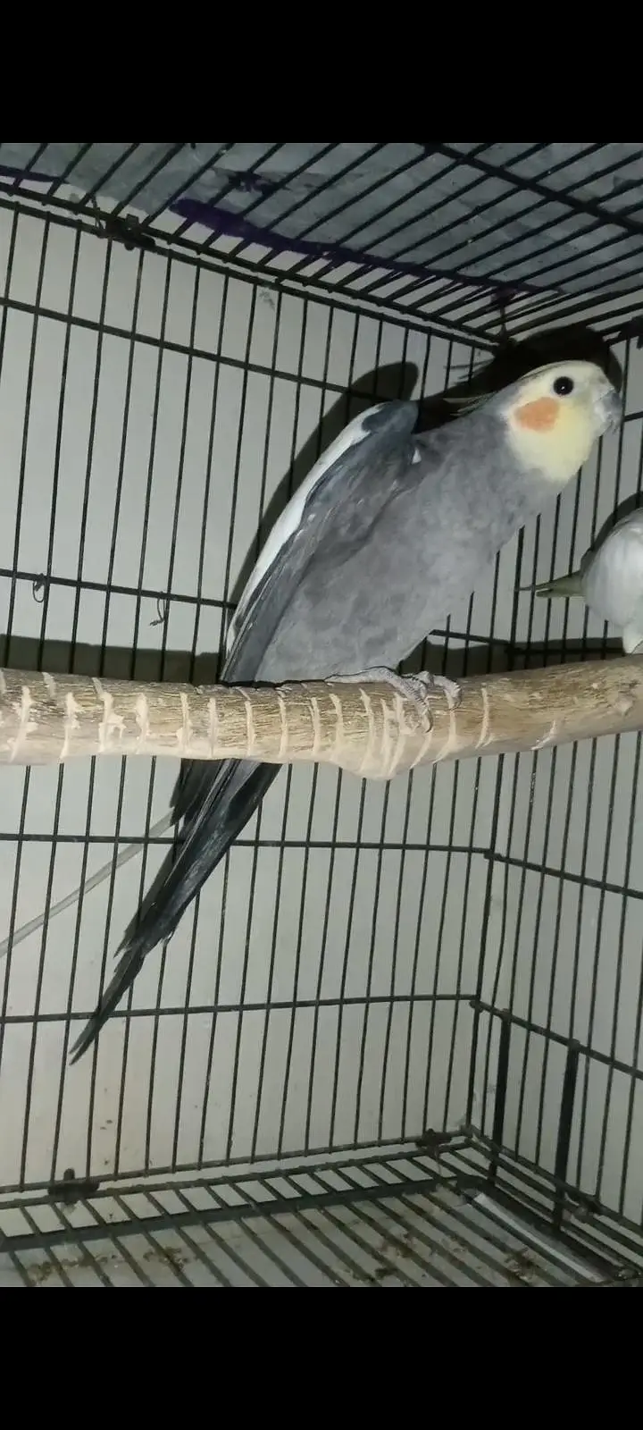 cockatiel — photo 2