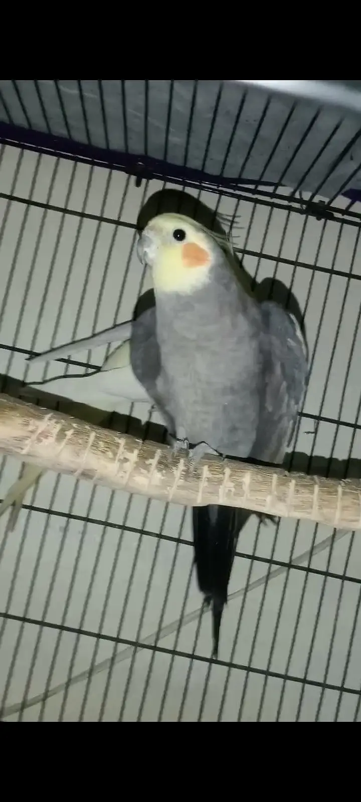 cockatiel — photo 3
