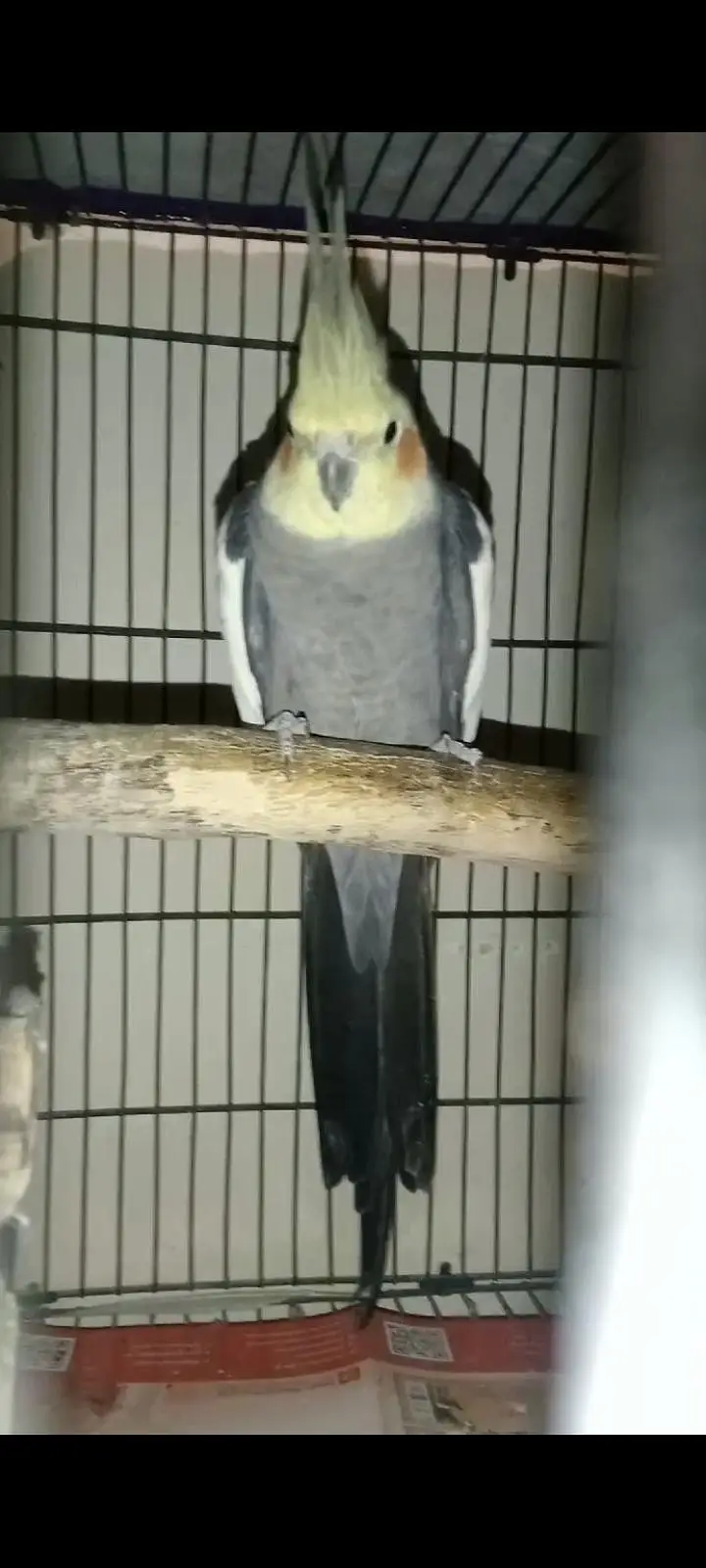 cockatiel — photo 4