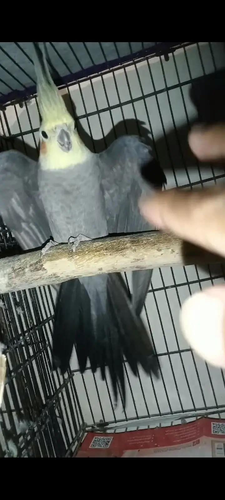 cockatiel — photo 5