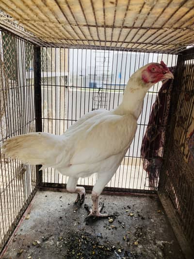 Heera Aseel Females for Sale