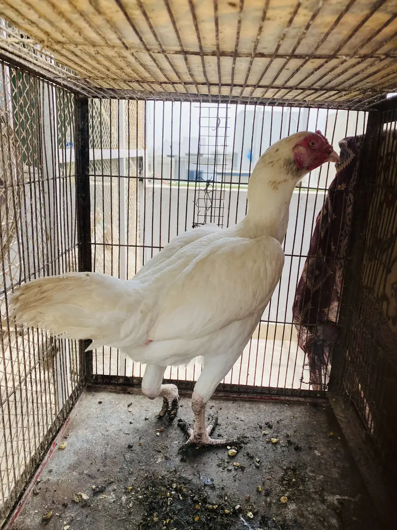 Heera Aseel Females for Sale — photo 2