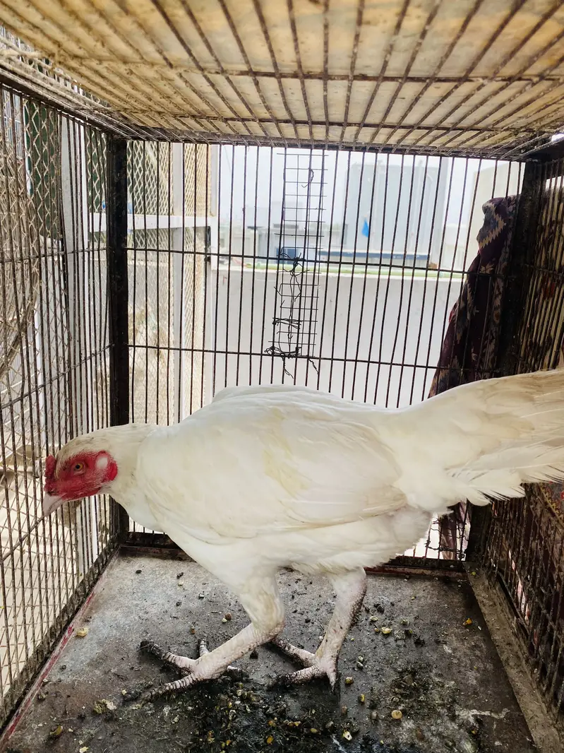 Heera Aseel Females for Sale — photo 3