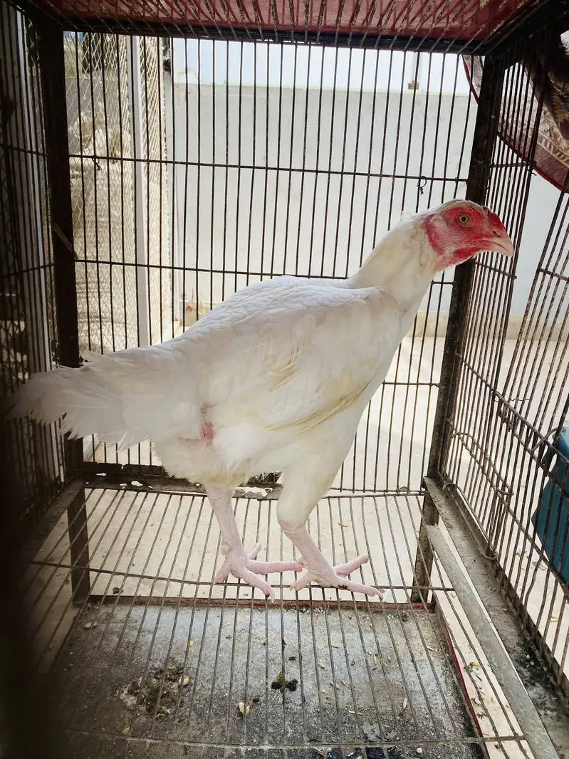 Heera Aseel Females for Sale — photo 4