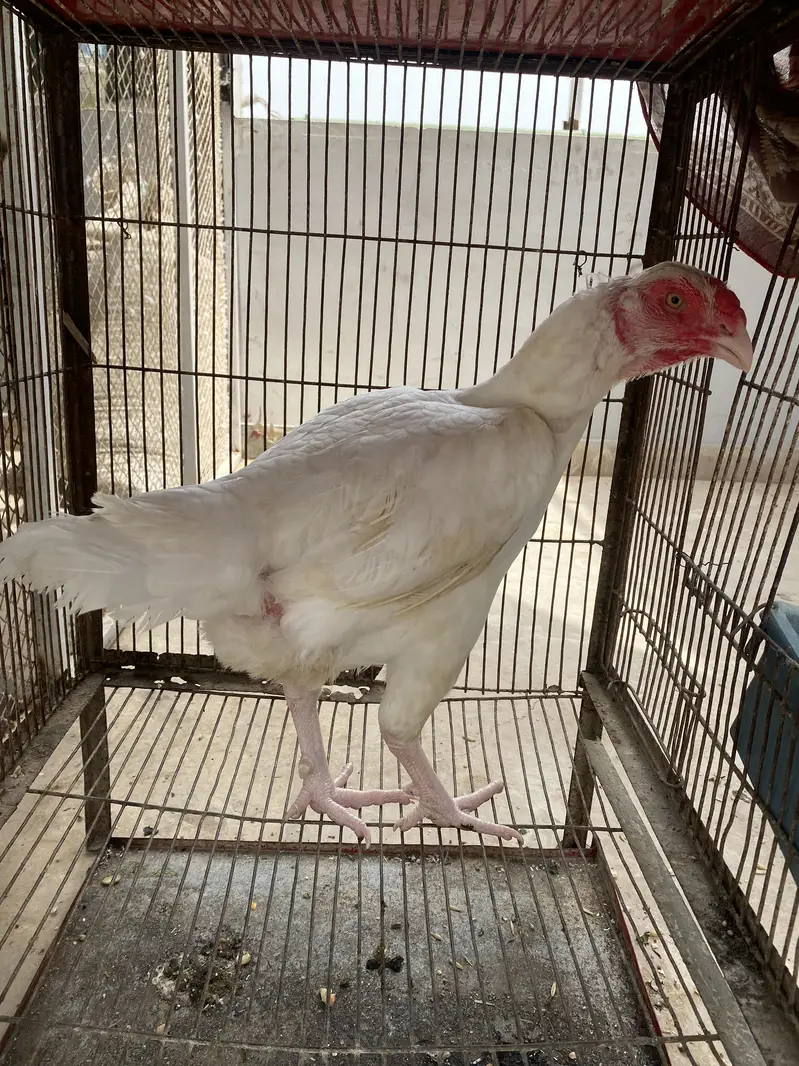 Heera Aseel Females for Sale — photo 5