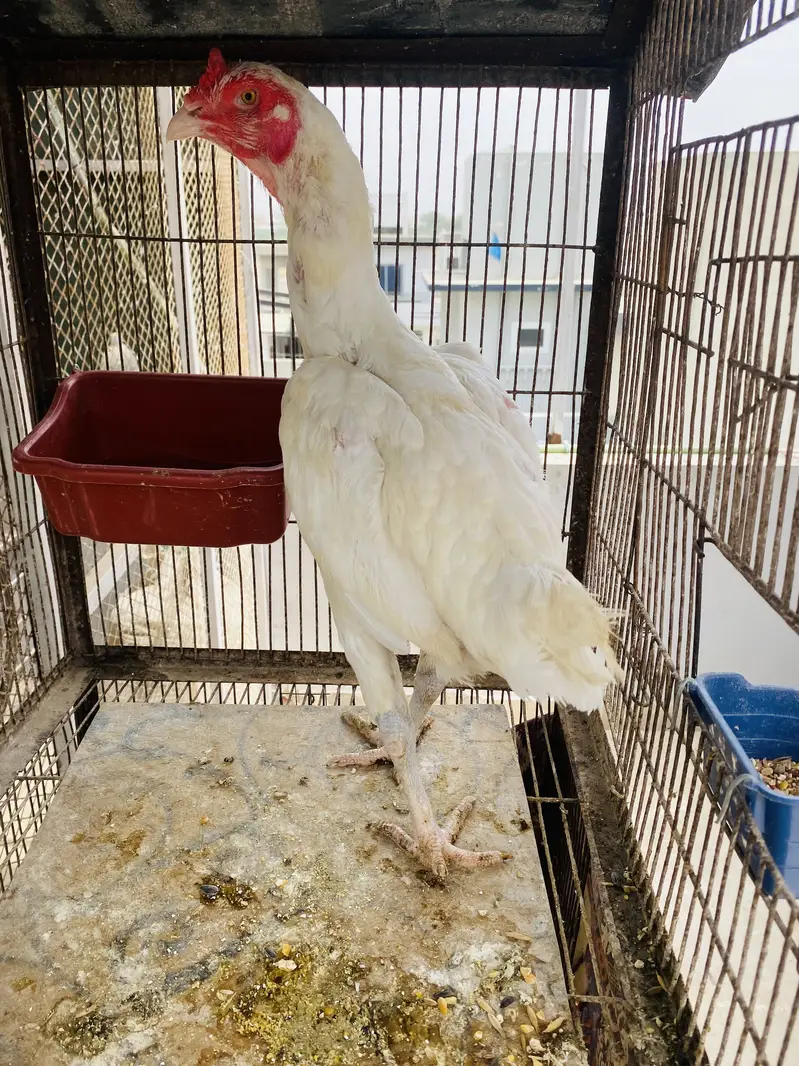Heera Aseel Females for Sale — photo 6