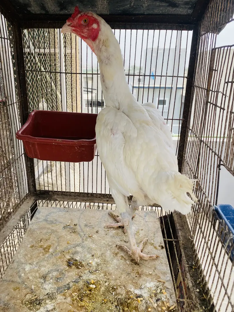Heera Aseel Females for Sale — photo 7