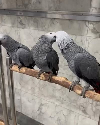 African grey parrot only WhatsApp 03484327443