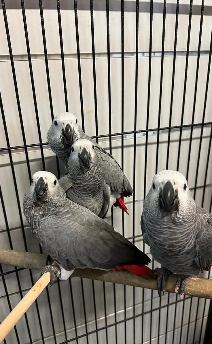 African grey parrot only WhatsApp 03484327443 — photo 2