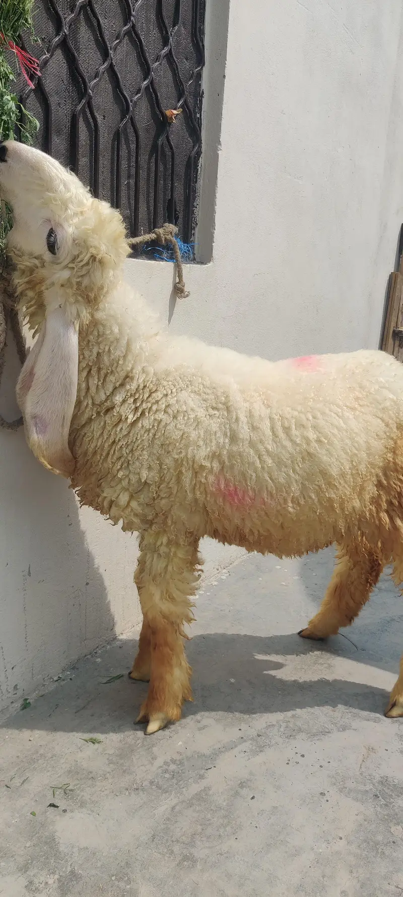 sheep 4 month